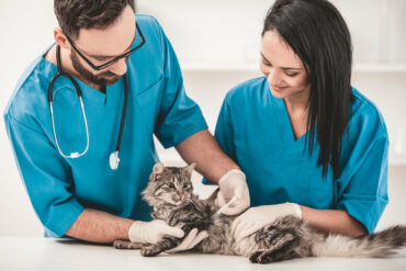 auxiliaire vétérinaire