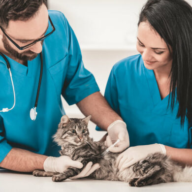 auxiliaire vétérinaire