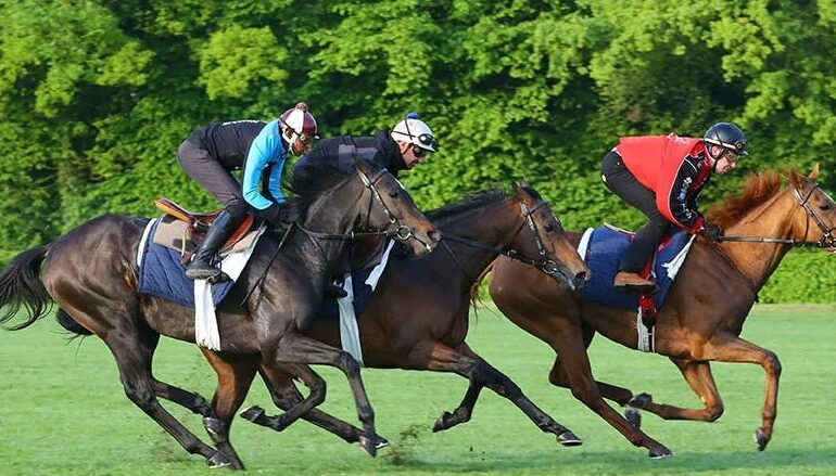 cavalier professionnel